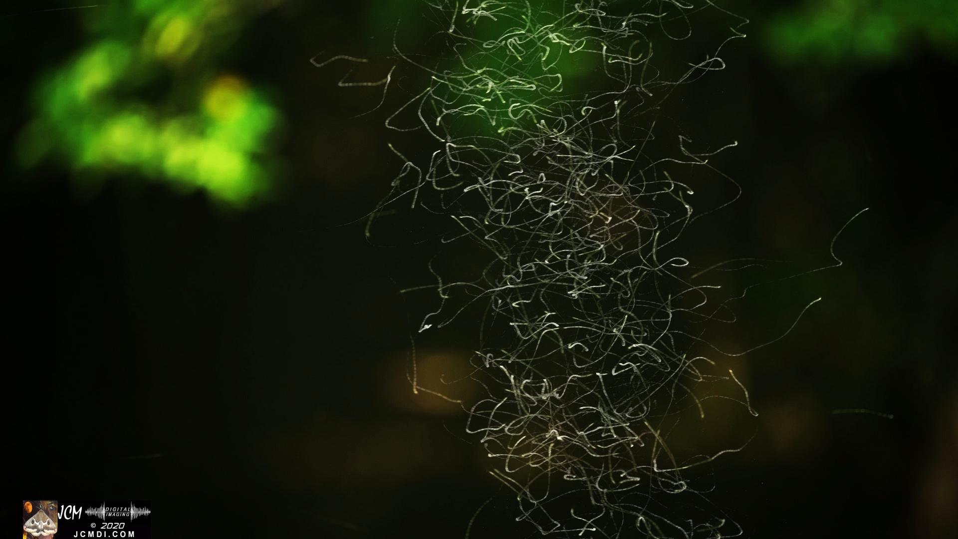 V25071a Tornado Bugs IRV C92, Composite trails br-5 1182